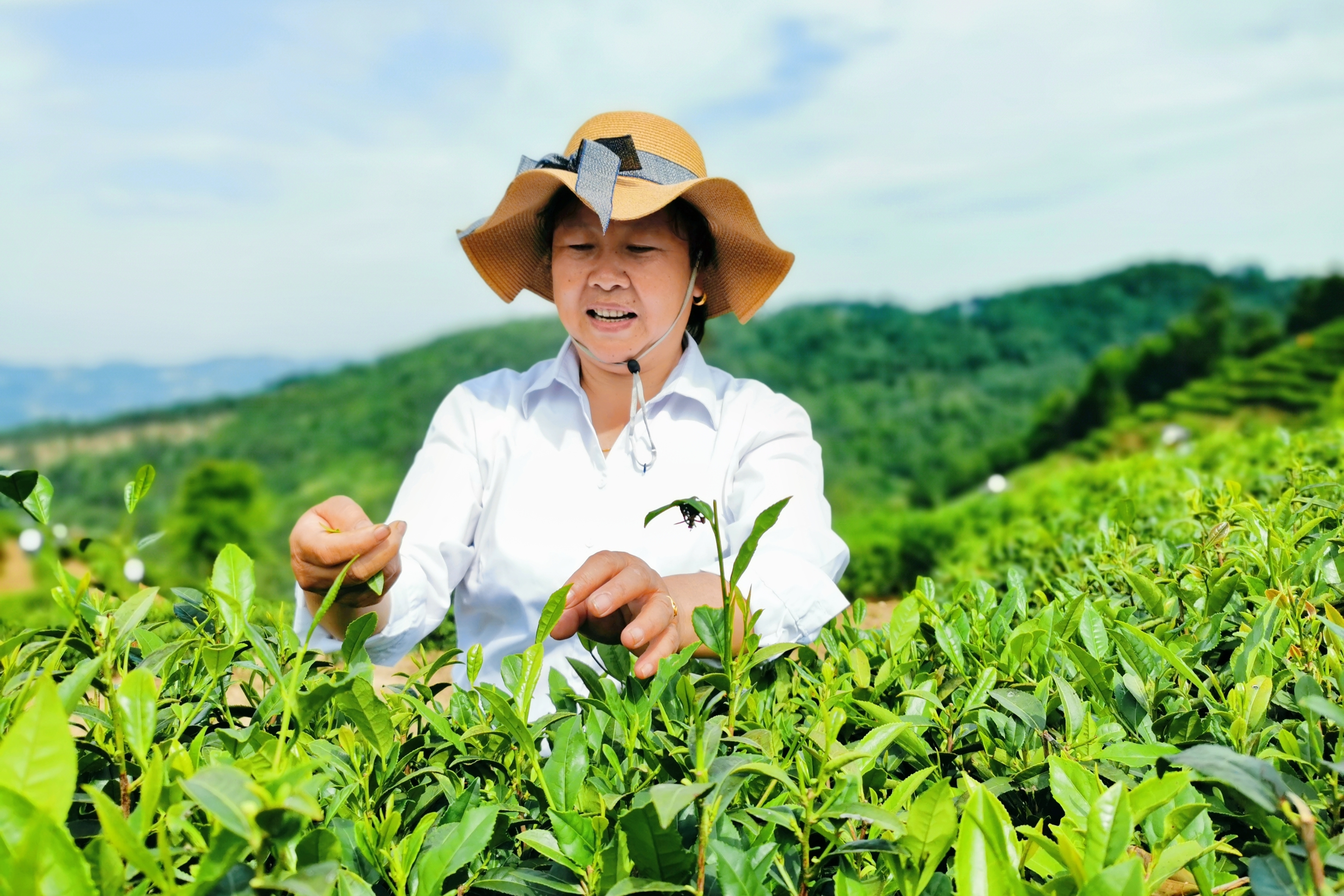 陕茶探访团走进平利,带您了解平利茶