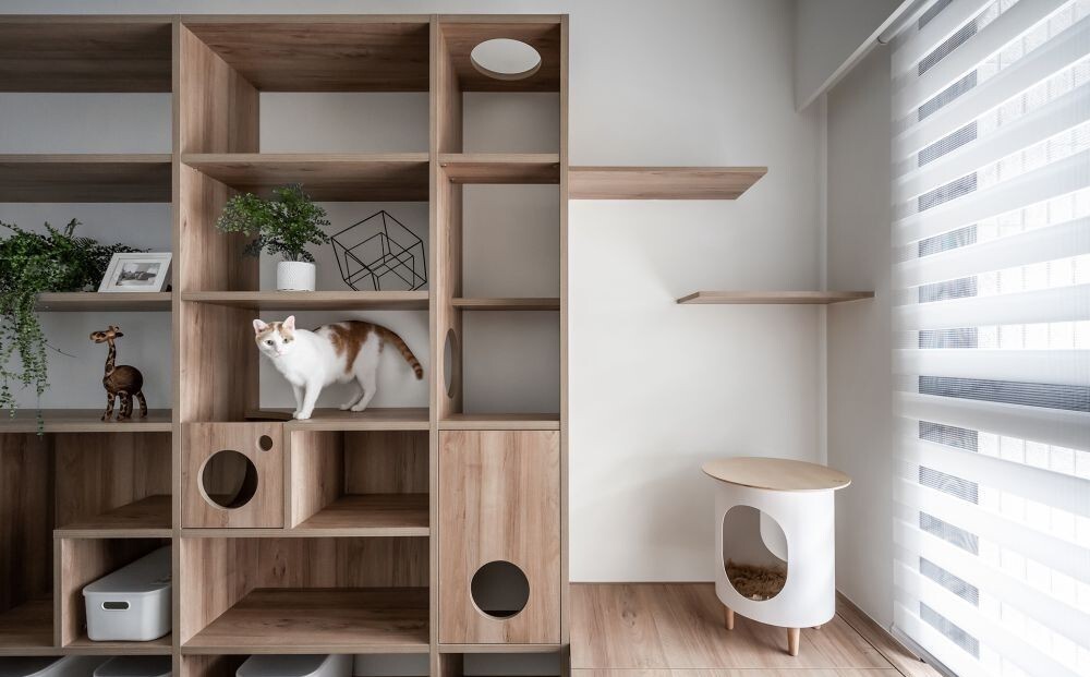 猫宅动线规划好,猫咪在家更舒适自在!