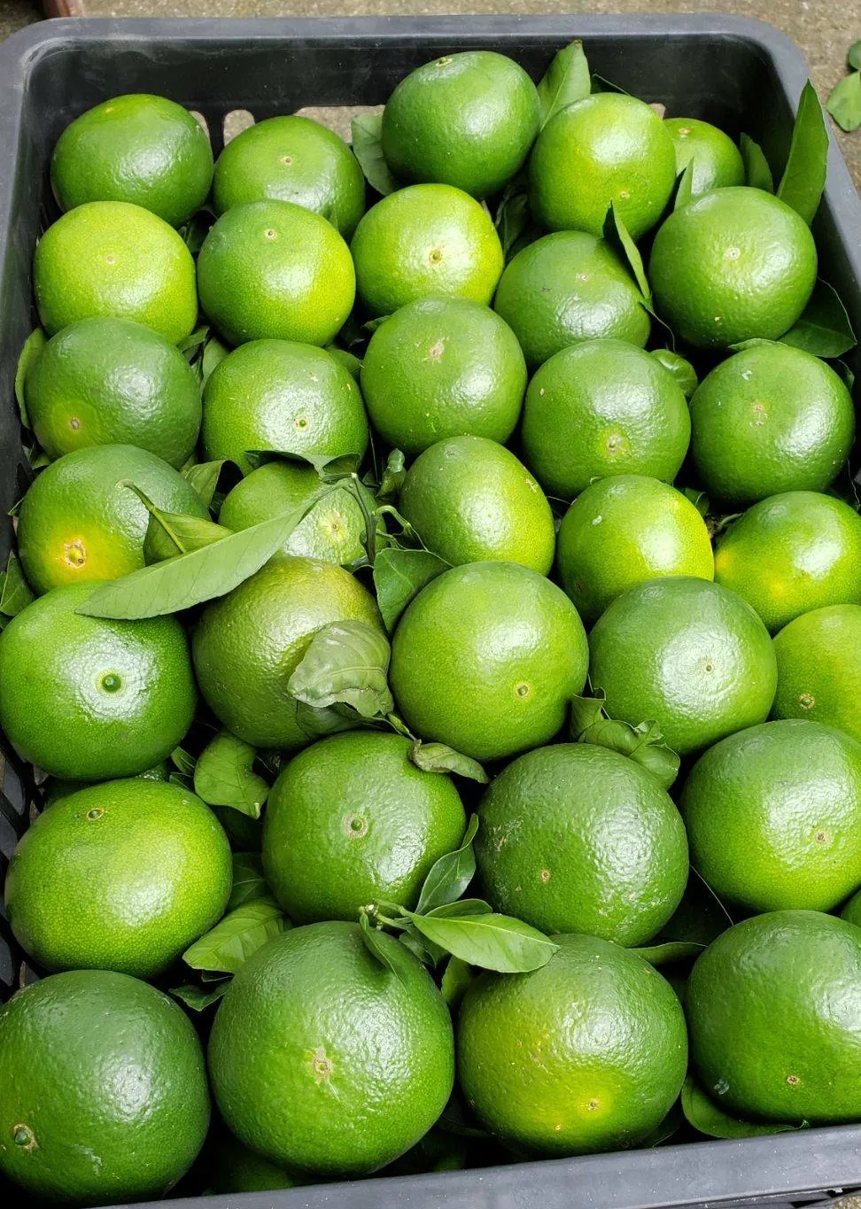 早熟蜜柑价格好,温州蜜柑上市了,优质果高达3元/斤!__凤凰网