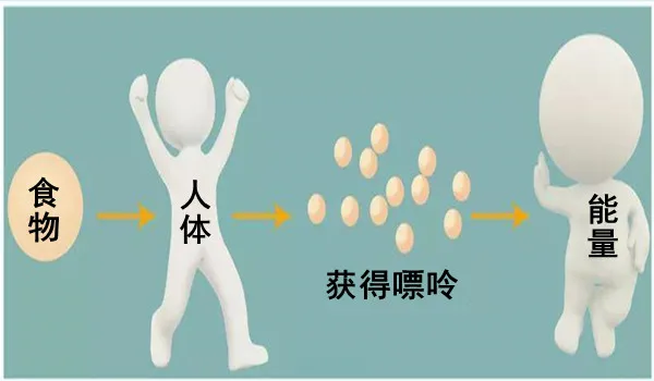 嘌呤是什么呢?是我们人体新陈代谢的产物.