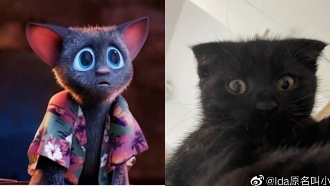 "丑猫大赛"刷爆热搜,惹网友围观:笑死,长得越像人的越丑!