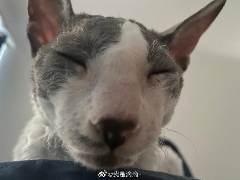 “丑猫大赛”刷爆热搜，惹网友围观：笑死，长得越像人的越丑！_凤凰网