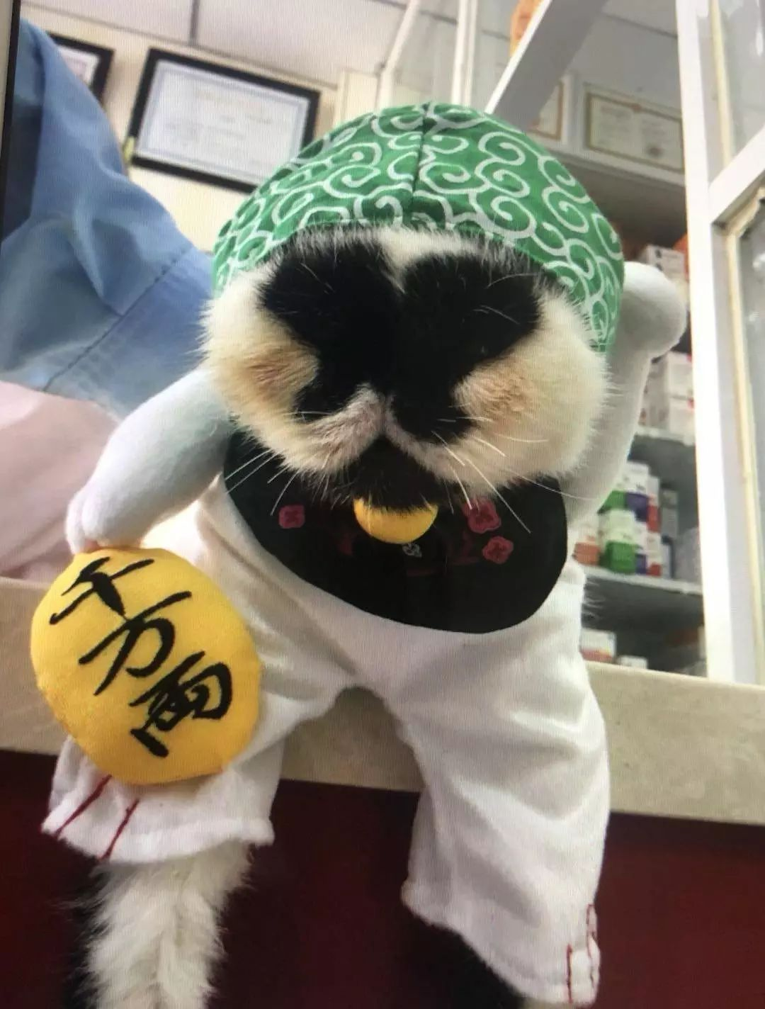 "丑猫大赛"刷爆热搜,惹网友围观:笑死,长得越像人的越丑!