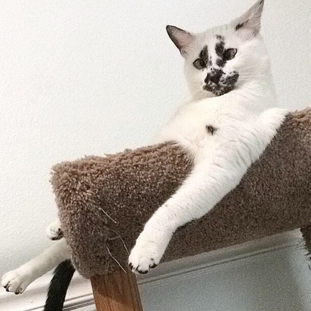 "丑猫大赛"刷爆热搜,惹网友围观:笑死,长得越像人的越丑!