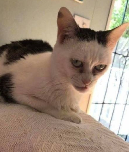 "丑猫大赛"刷爆热搜,惹网友围观:笑死,长得越像人的越丑!