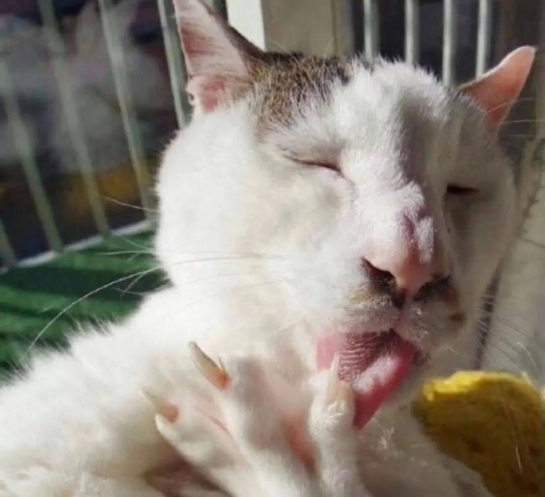 "丑猫大赛"刷爆热搜,惹网友围观:笑死,长得越像人的越丑!