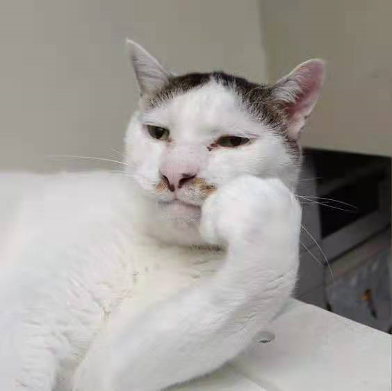 "丑猫大赛"刷爆热搜,惹网友围观:笑死,长得越像人的越丑!__凤凰网