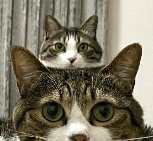 两只虎斑猫叠在一起看奴才这角度就像被复制贴上一样