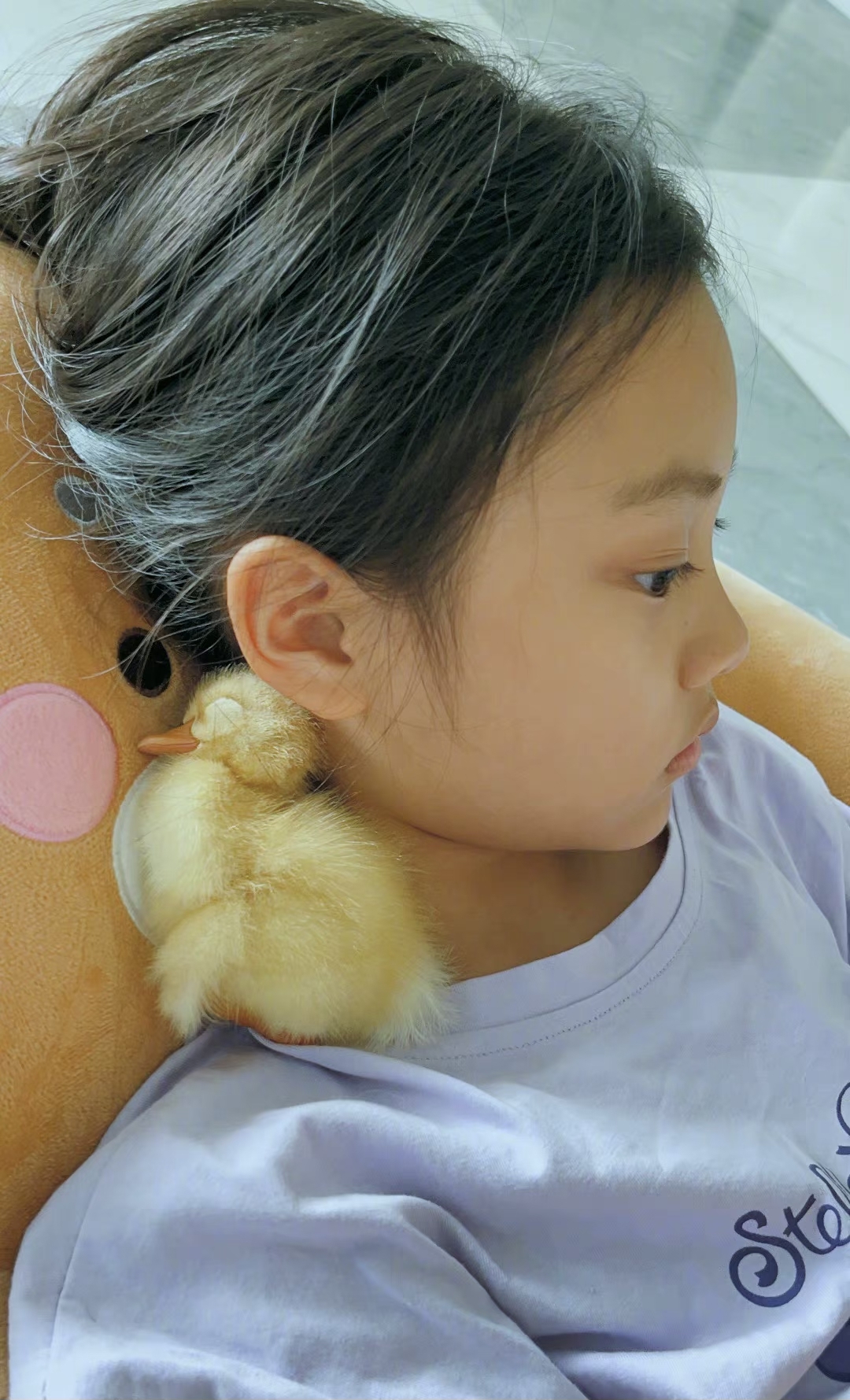 李小璐晒女儿近照,8岁甜馨升级为"鸭妈妈",与小黄鸭同玩同睡__凤凰网