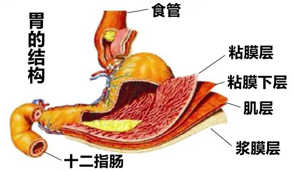 大白话说中医第一百五十期|口腔食管通胃囊,贲门把关做安防__凤凰网