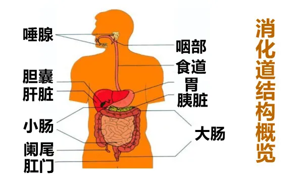 大白话说中医第一百五十期|口腔食管通胃囊,贲门把关做安防