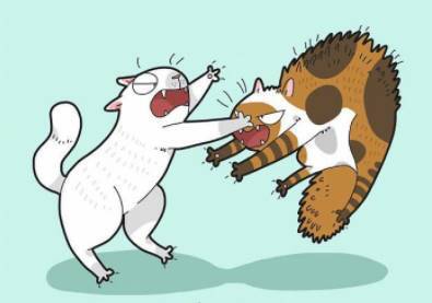 多猫家庭:一个小时前vs一个小时后