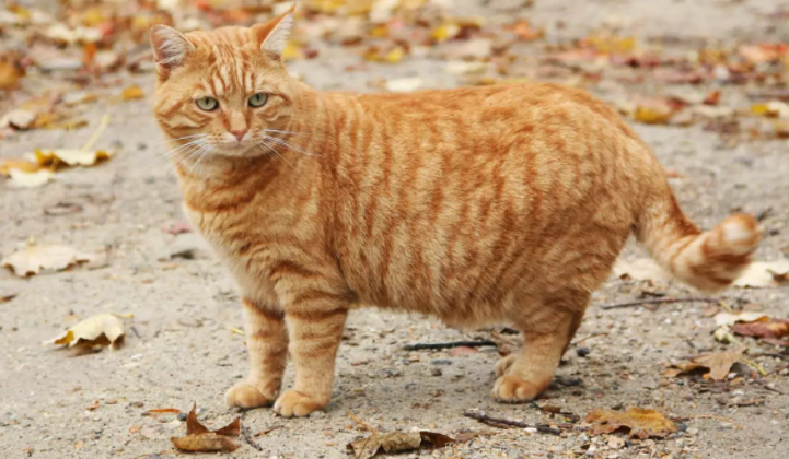 经典虎斑纹橘猫图片