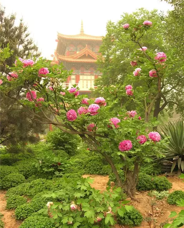 好想拥有这样一棵百年树牡丹,回归自然悠闲自得