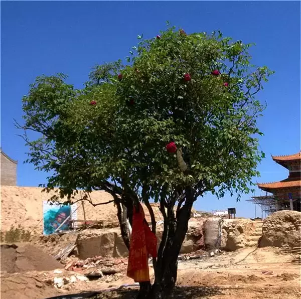 800年牡丹古树