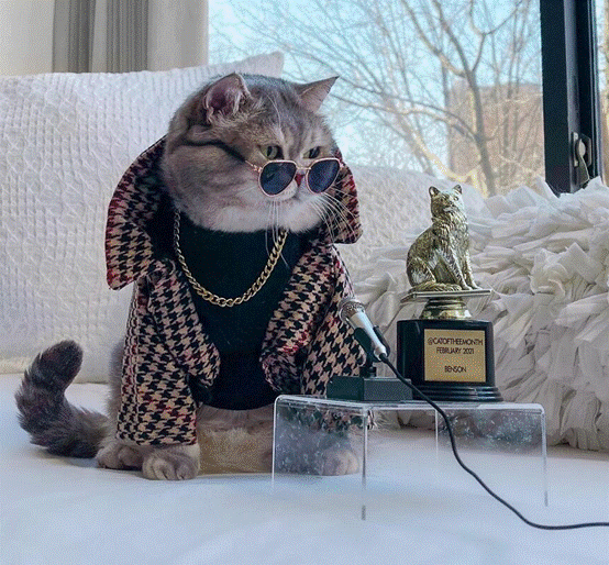 网友:猫比人精致!