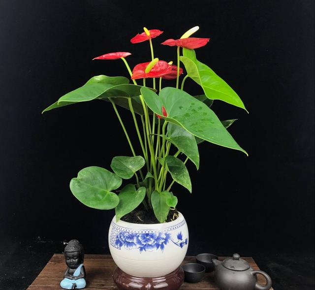 6种"漂亮花",天天被人爱,家里养一盆,365天轮流开