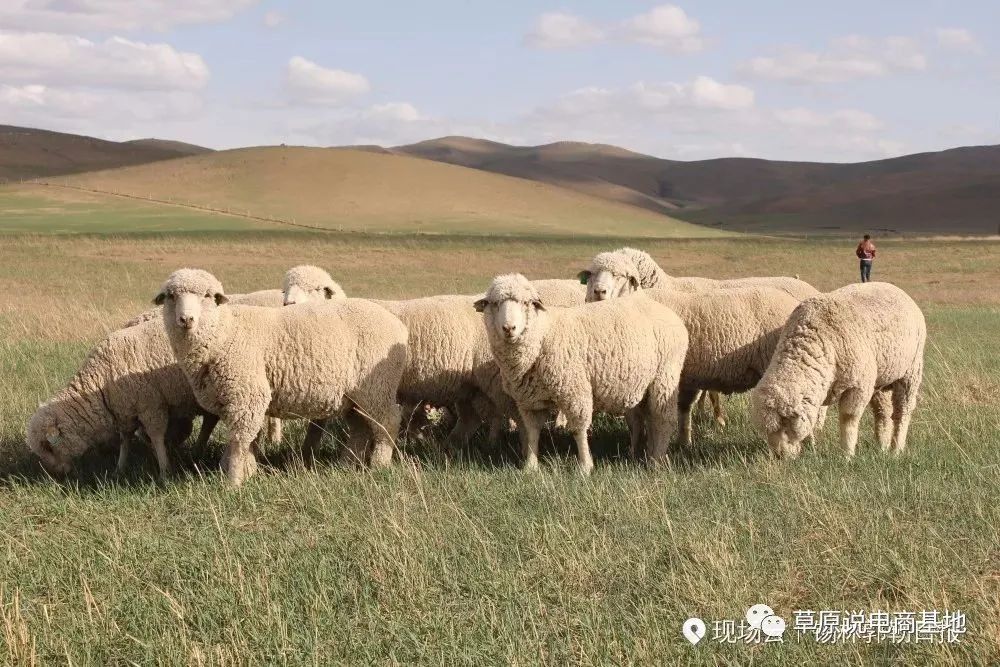 内蒙古绵羊品种图片