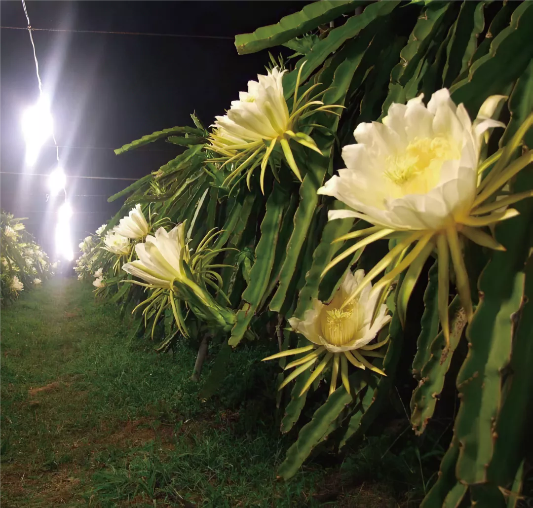 火龍果種植基地驚現炫酷