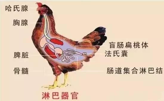 鸡的器官名称解剖图图片