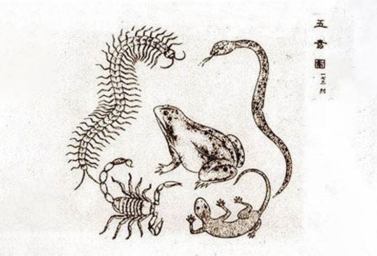 壁虎有什么可怕之处?被古人列为“五毒”之一_凤凰网