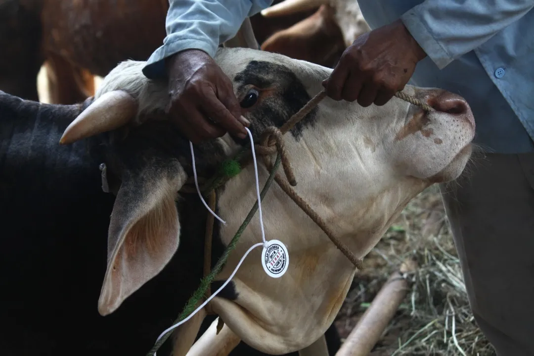 动物源性传染病炭疽在全国多地出现,那超市里的牛羊还能吃吗?
