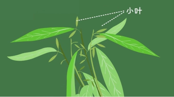 揭秘:《云南虫谷》中的跳舞草会按摩,生活中真得有吗?