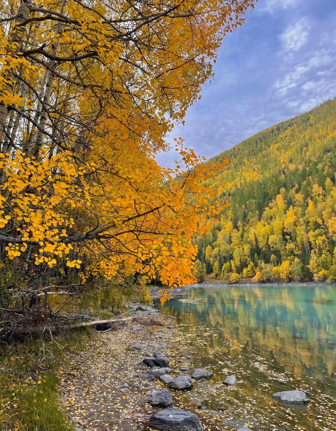 【小原带你游新疆】是什么样的秋天,把空气都染成了橙色?