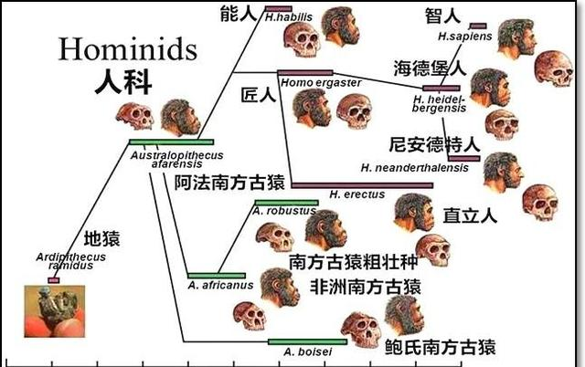 由于人类和黑猩猩,倭黑猩猩分家的时间足够久,人类和它们已经存在着