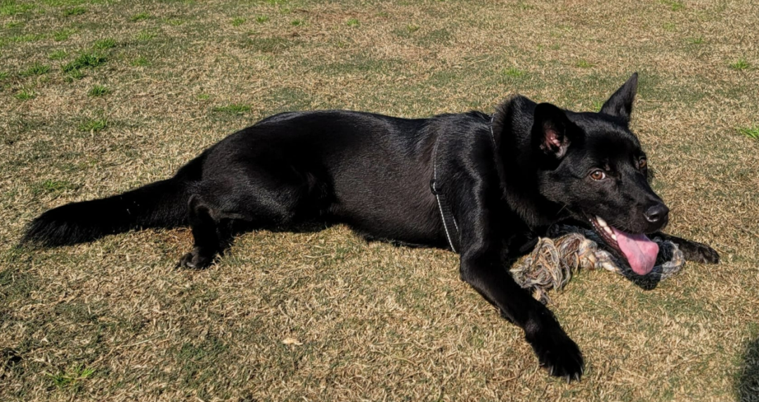 家曾经是一条流浪田园犬铲屎官@阿邵的宝贝狗狗叫"来富"给它们最好的