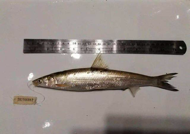 全长33cm!长江重现神秘物种鳤,曾被认为已灭绝,禁捕效果已显现__凤凰网