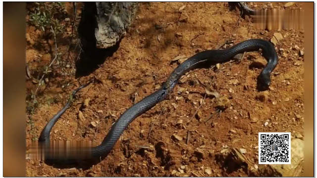 "以毒攻毒" 红背蜘蛛大战赤腹伊澳蛇