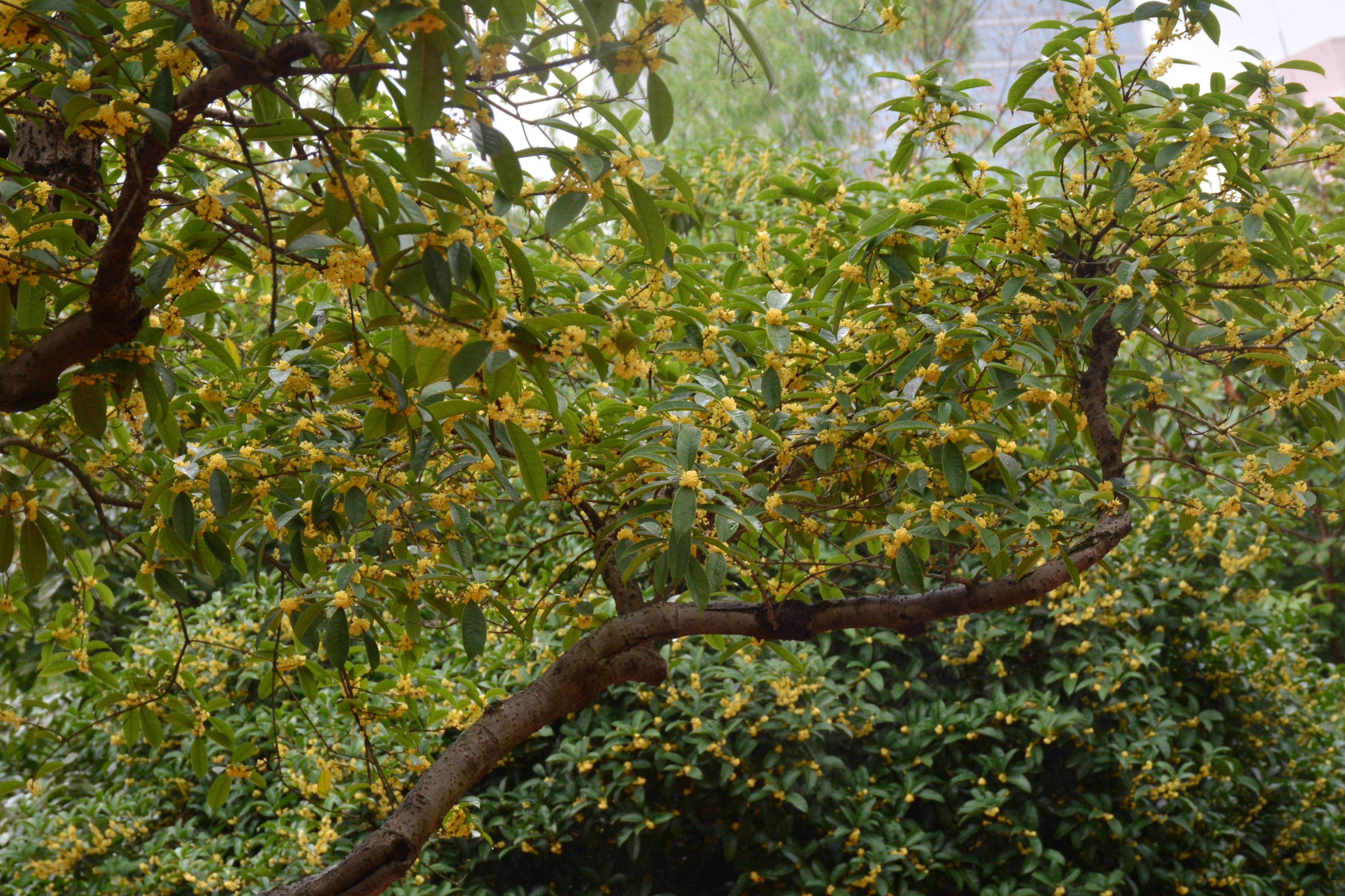 麓山寺的古树丹桂