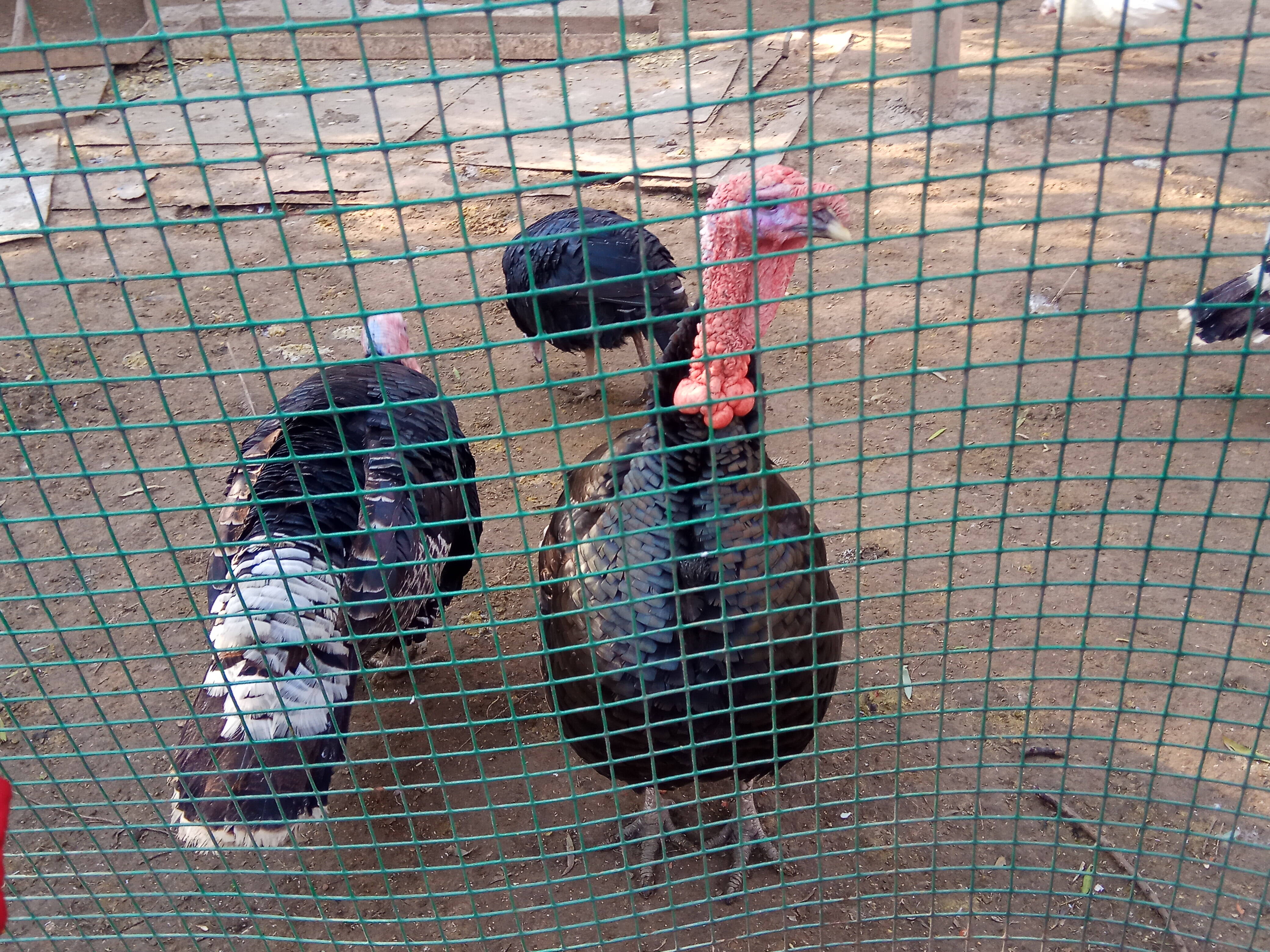 辽宁现代动物质新动力开发有限公司怎样样