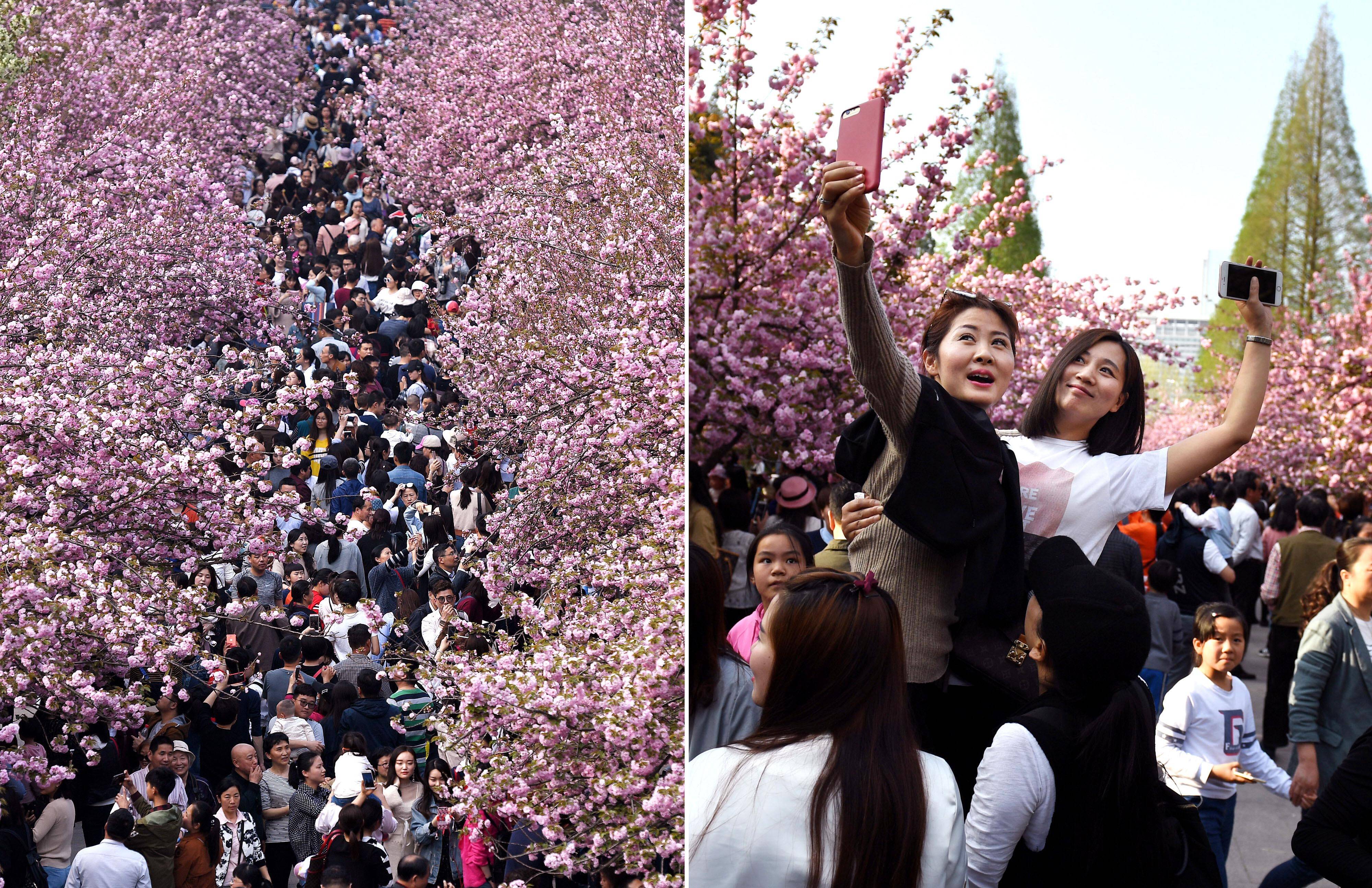 [扬州]樱花大道一日游——赏花踏春来，三月樱花俏-扬州旅游攻略-游记-去哪儿攻略
