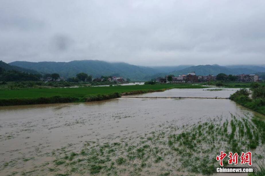 江西洪涝:航拍农田受灾情况