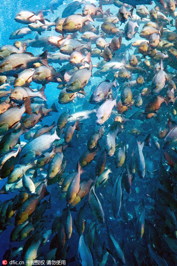 红海鱼群洄游抢食景象