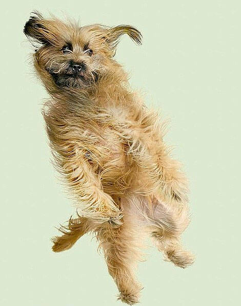 摄影师抓拍 "空中飞狗"萌翻众人