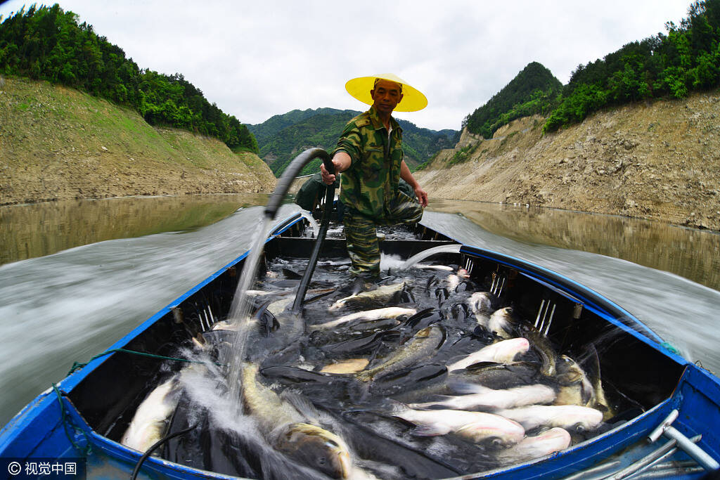 贵州渔民归航鱼满舱画面