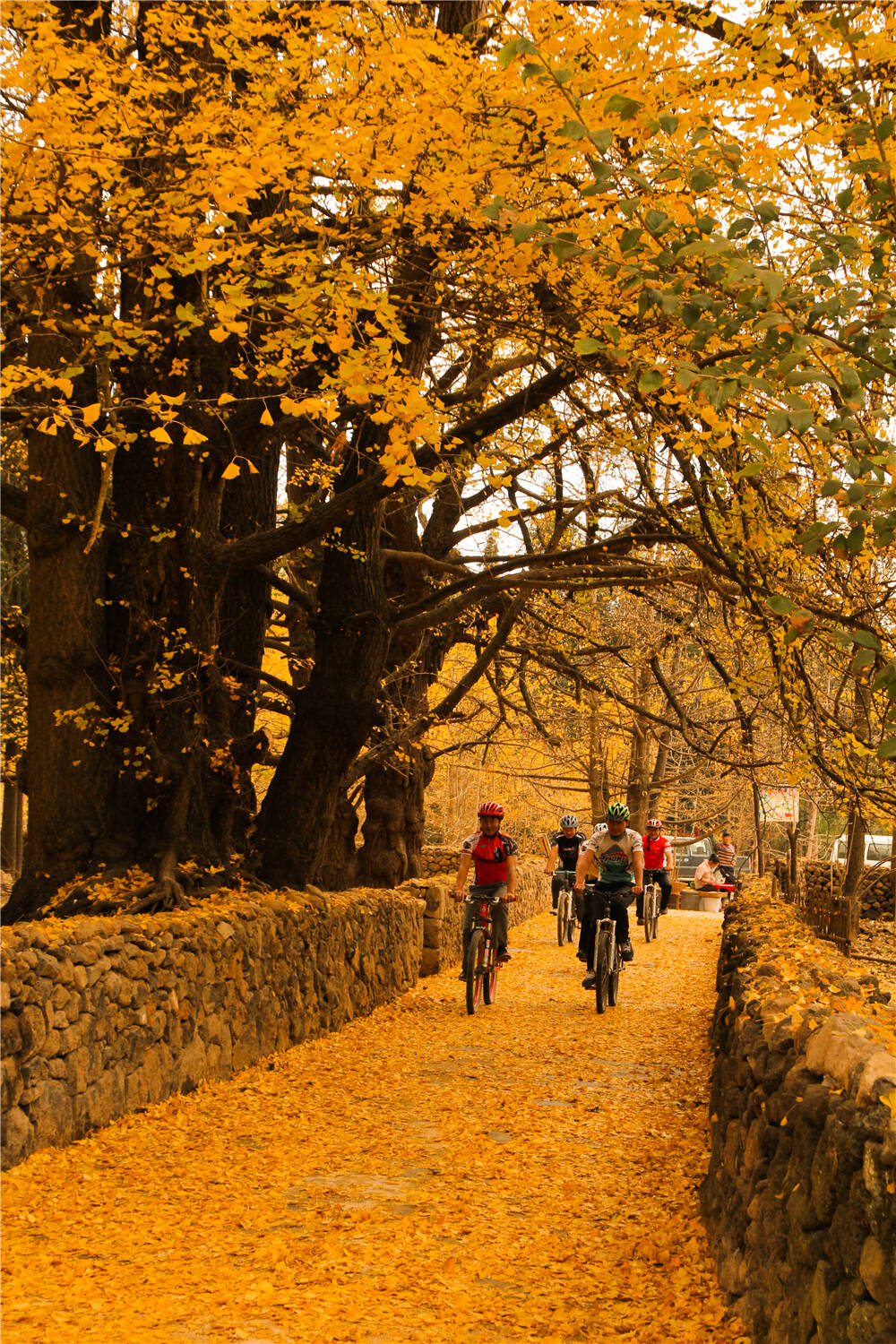云南省保山市腾冲县江东银杏村
