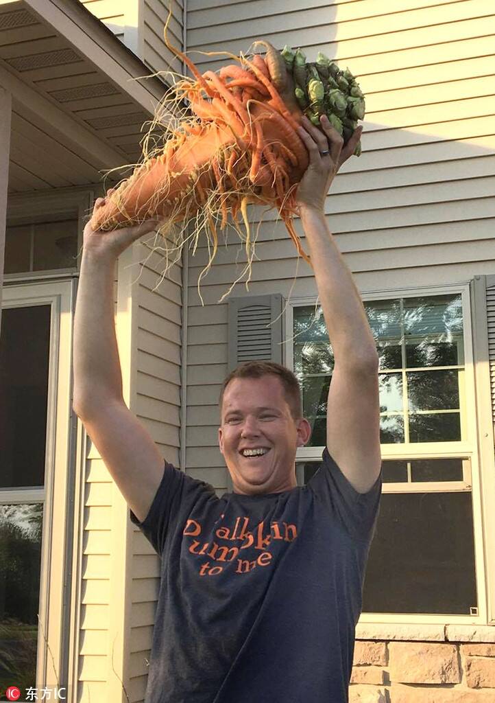 美国爸爸种出世界最大胡萝卜 重20斤状如树怪精