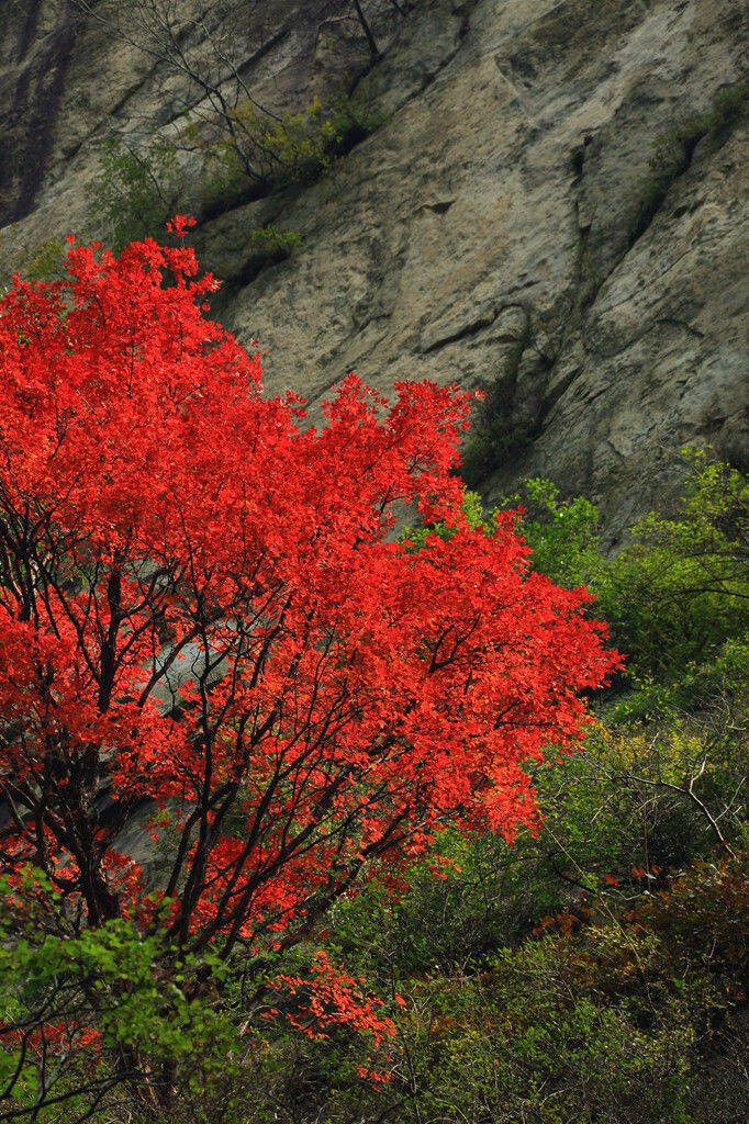 "层林尽染多彩尧山"——刘泉源优秀摄影作品赏析