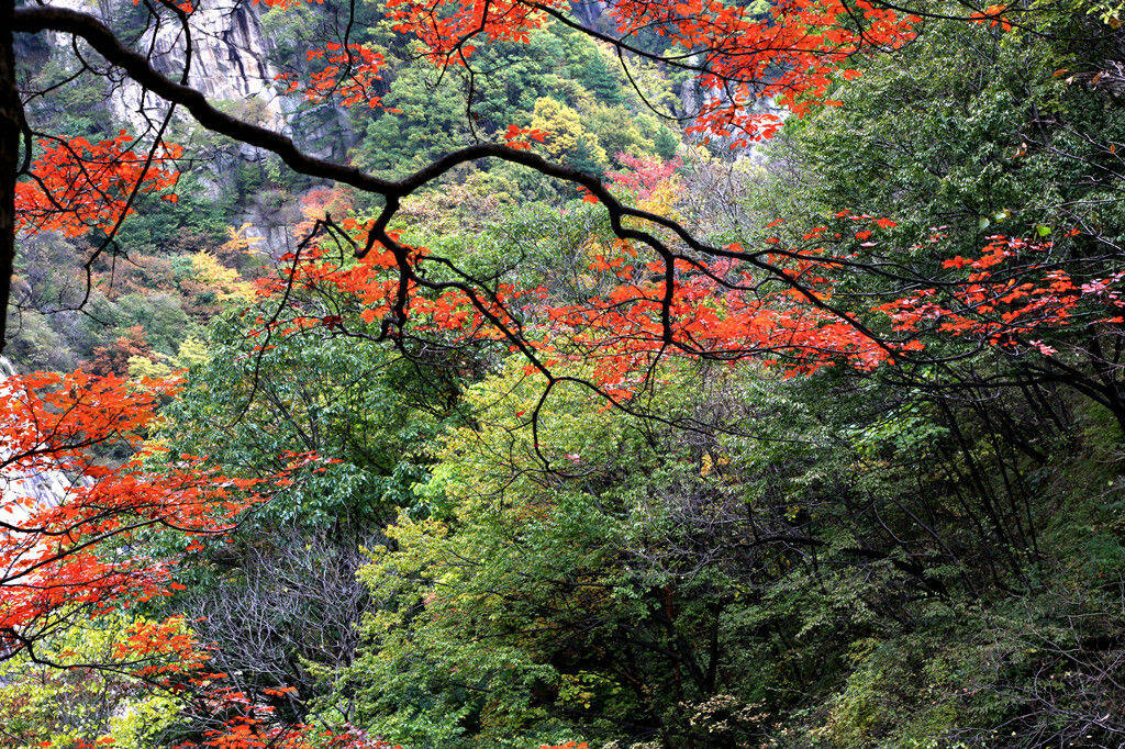 "层林尽染多彩尧山"——杨俊华优秀摄影作品赏析