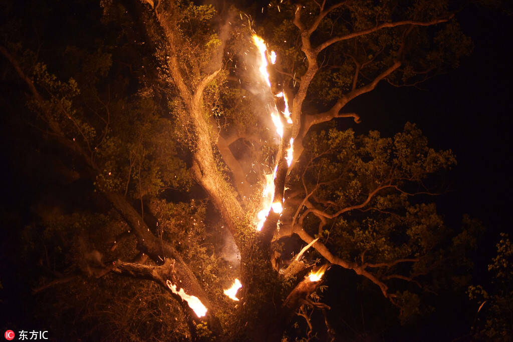 广西百年老树莫名起火 燃烧近7小时