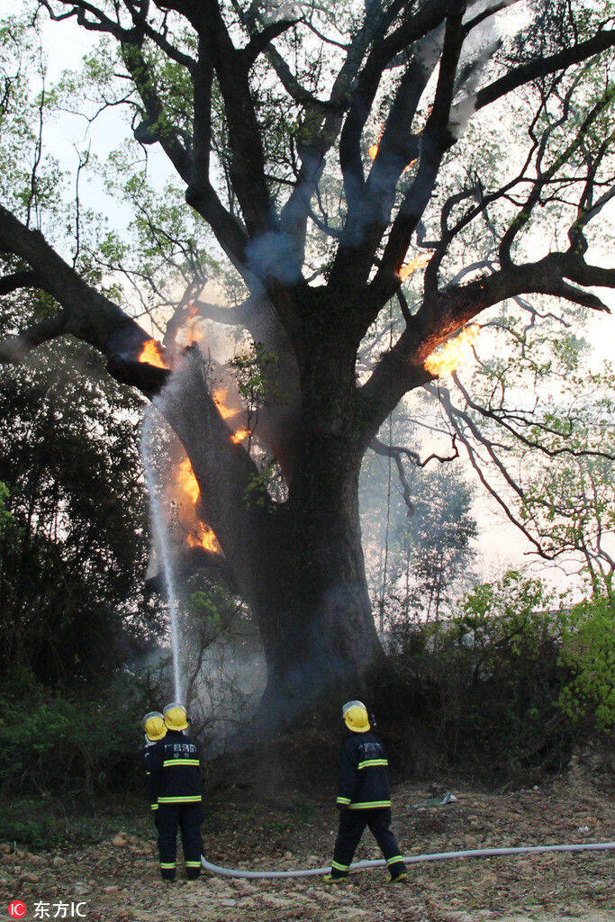 广西百年老树莫名起火 燃烧近7小时