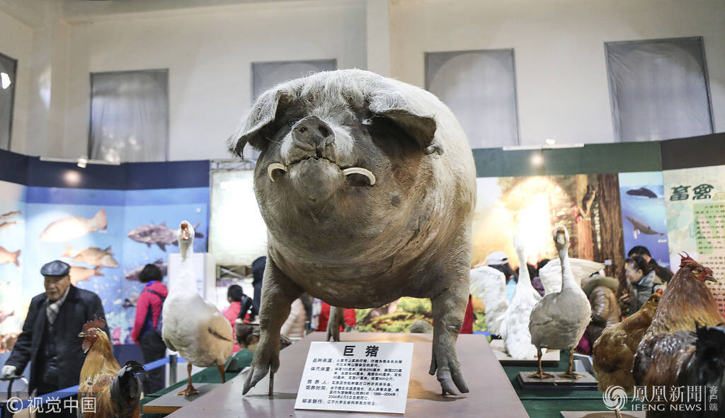 这是有史以来最重的猪_手机凤凰网