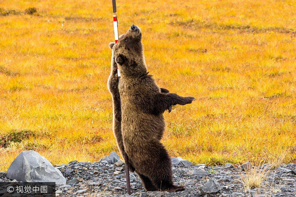 摄影师旅行遇奇景两熊靠一根柱子挠痒痒