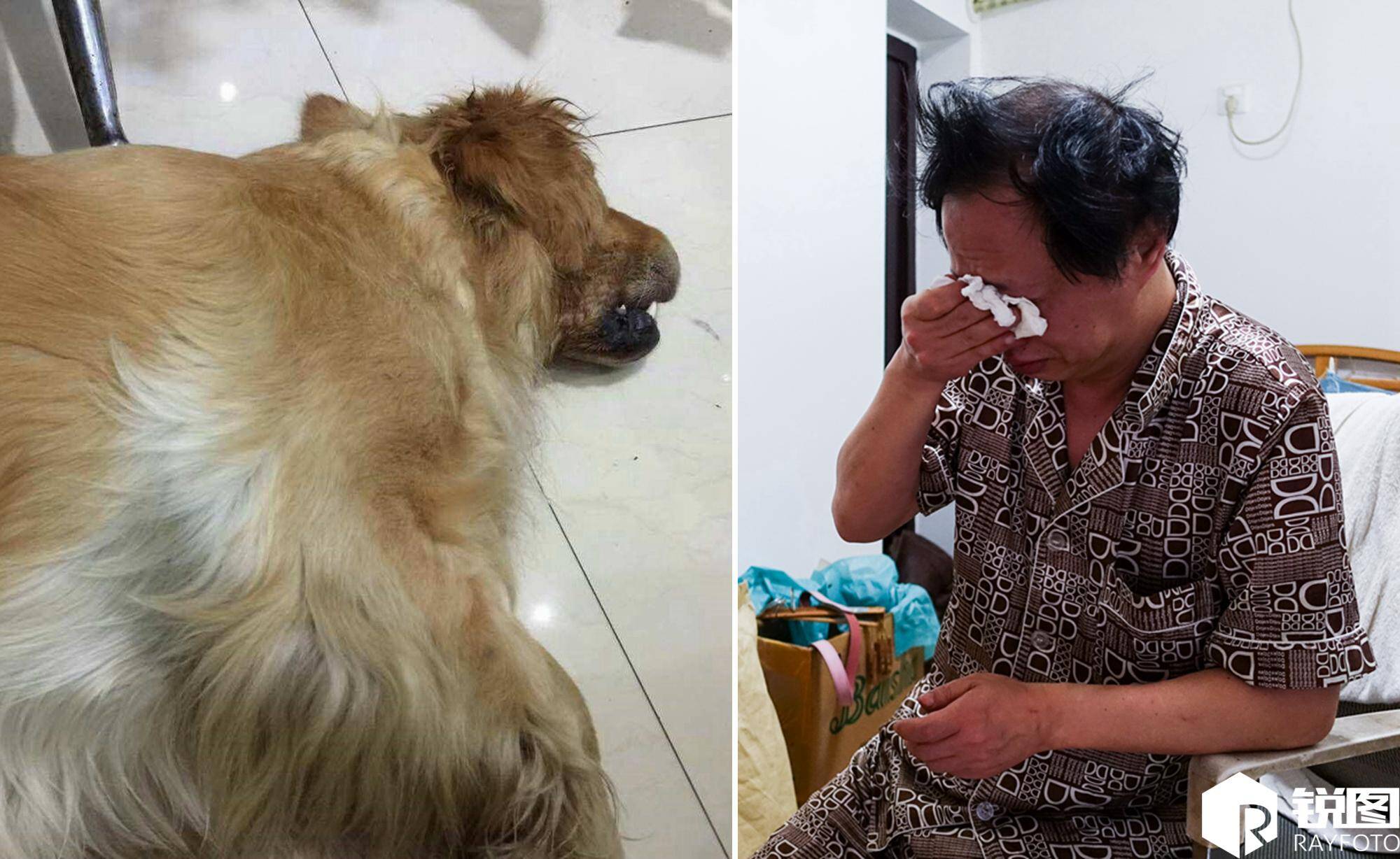 浙江一小区10条狗狗接连离奇惨死 是谁下的狠手?