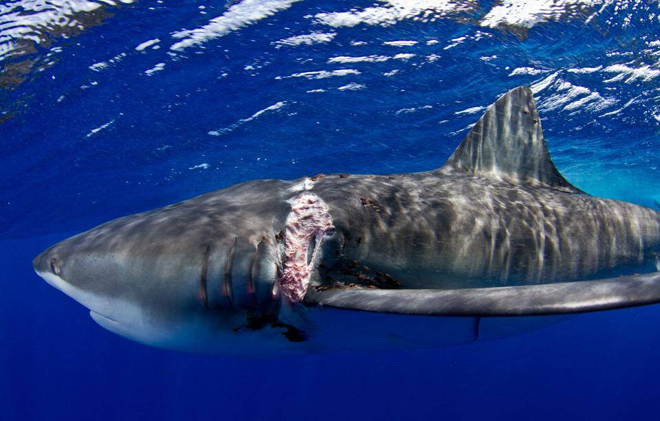 大西洋锥齿鲨图片