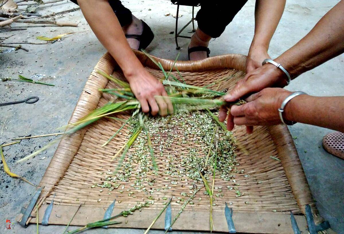 的小麦产区,记得小时候,每到麦子将熟的时候,家乡人会掐一些麦穗回家